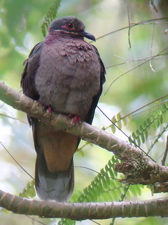 Amethyst Dove