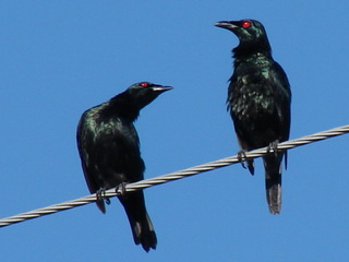 Asian Glossy Starling