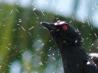 Asian Glossy Starling