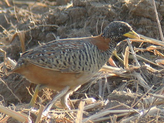 Barred Buttonquail