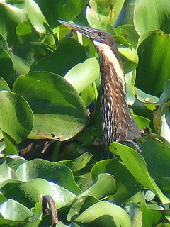 Black Bittern