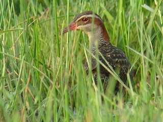 Buff-banded Rail