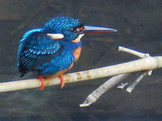 Indigo-banded Kingfisher