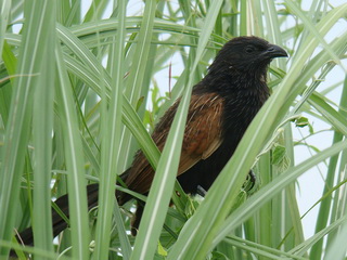 Lesser Coucal