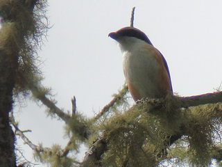 Mountain Shrike