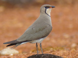 Oriental Pratincole