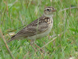 Oriental Skylark