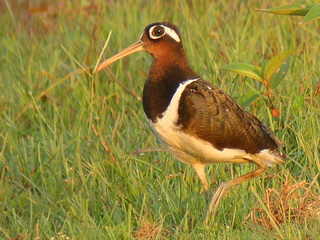 Painted Snipe