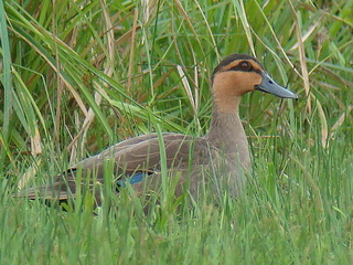 Philippine Duck