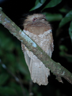 Philippine Frogmouth