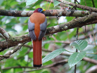 Philippine Trogon