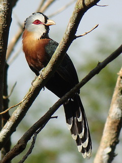 Scale-feathered Malkoha