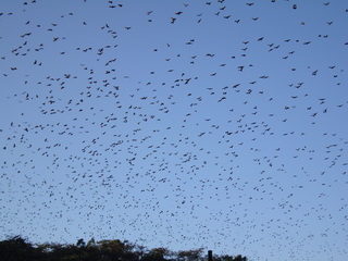 Subic Bats