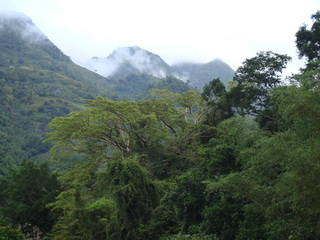 Tabunan forest