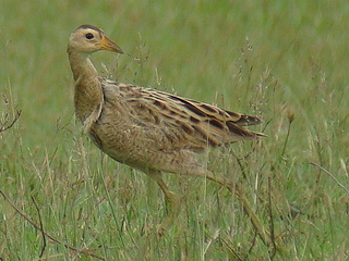 Watercock