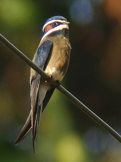 Whiskered Treeswift