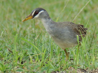 White-browed Crake