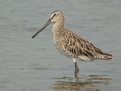 Asian Dowitcher