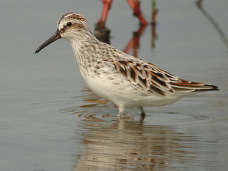 Broad-billed Sandpiper