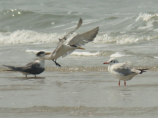 Great Crested Tern