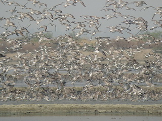 Great Knot