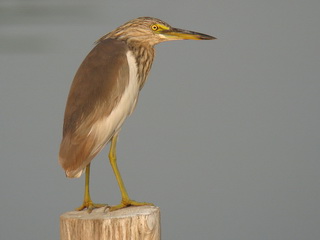 Javan Pond Heron