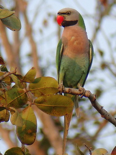 Red-breasted Parakeet