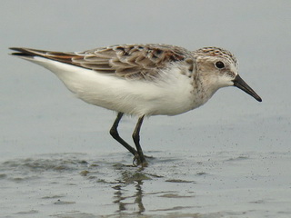 Red-necked Stint