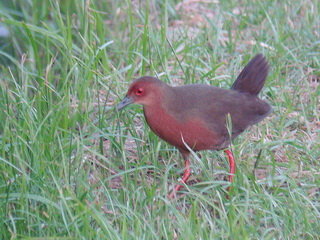 Ruddy-breasted Crake