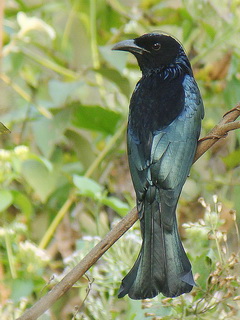 Spangled Drongo