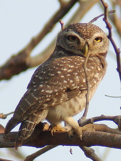 Spotted Owlet