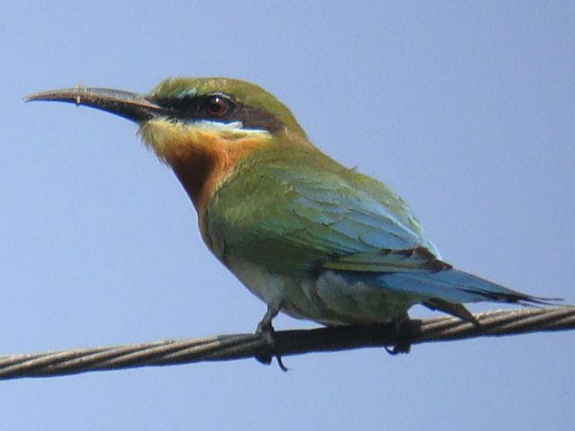 Blue-tailed Bee-eater