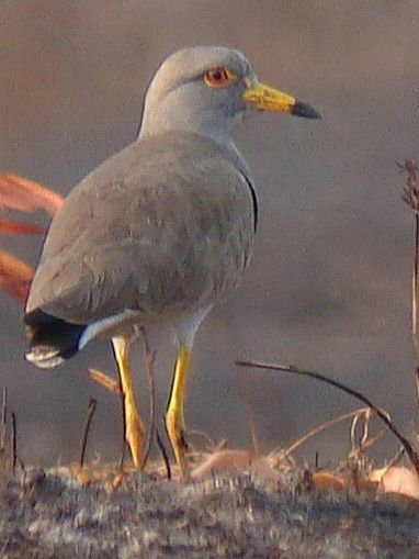 Grey-headed Lapwing