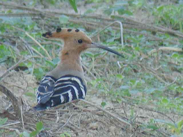 Hoopoe