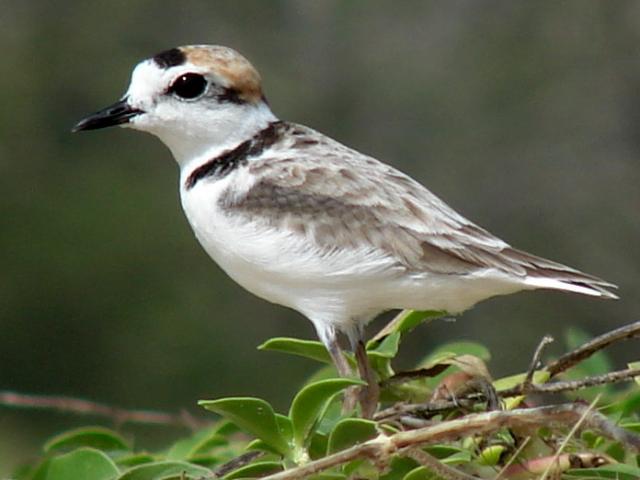 Malaysian Plover