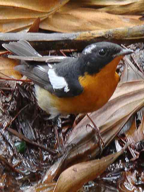 Mugimaki Flycatcher