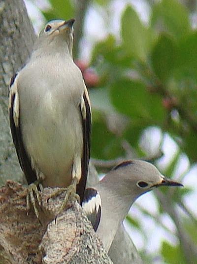 Purple-backed Starling