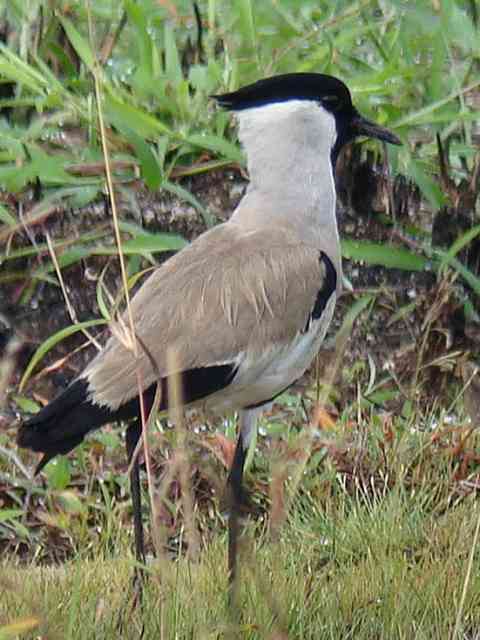 River Lapwing