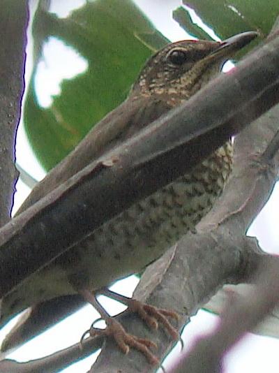 Siberian Thrush