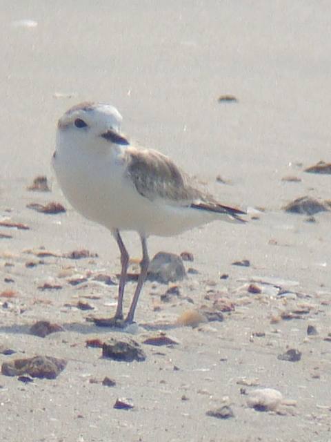 White-faced Plover