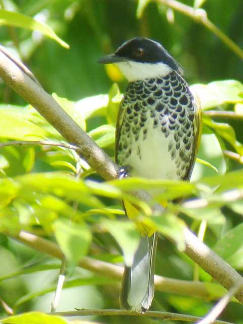 Scaly-breasted Bulbul