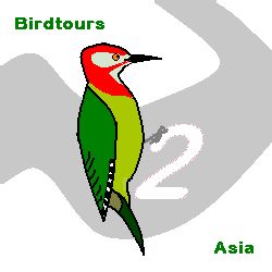 Red-collared Woodpecker @ birdtours asia
