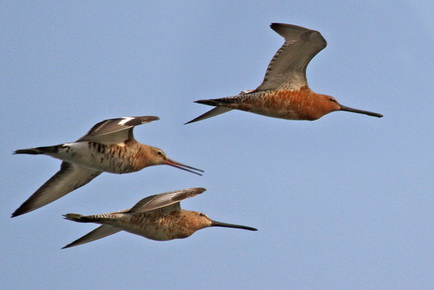 Asiatic Dowitcher