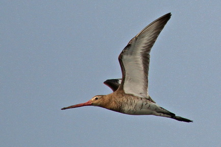 Black-tailed Godwit