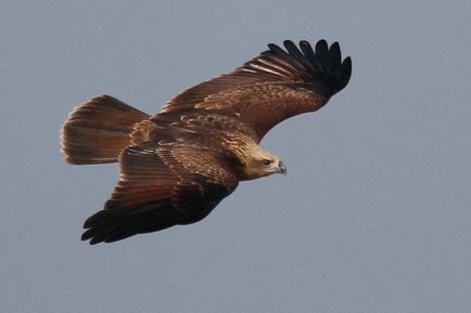 Brahminy Kite