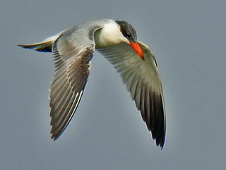 Caspian Tern