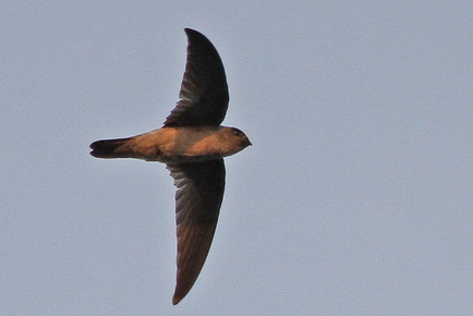 Germain's Swiftlet