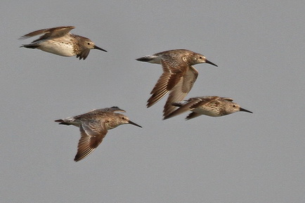 Great Knot