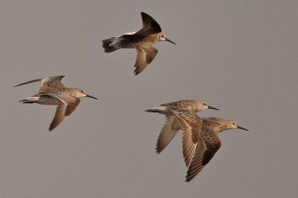 Great Knot