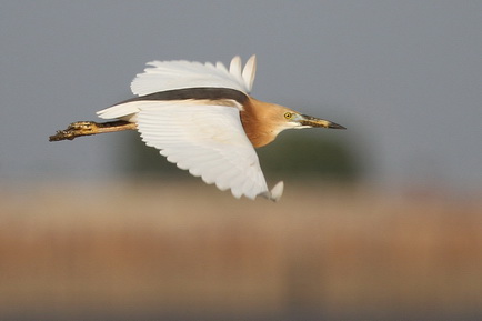 Javan Pond Heron